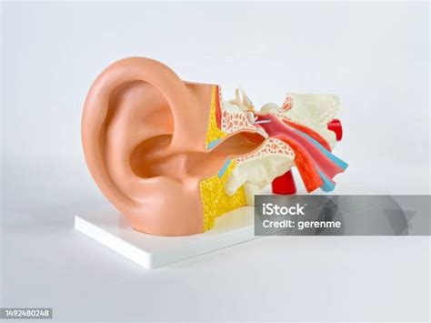 Process Models of the Auditory System 的图像结果