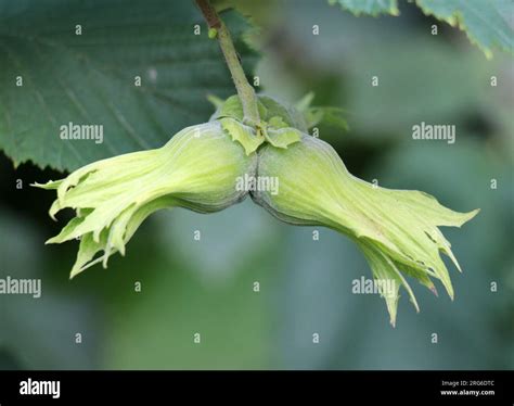 Image result for Hazelnut Tree Branch