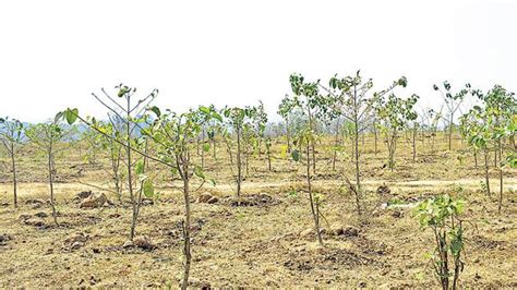 43 hectares of Pune hill-side swept clean of invasive tree species ...