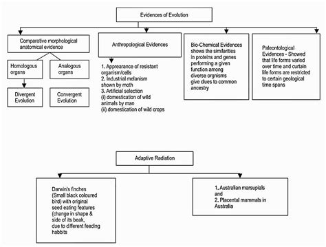 Evolution Level Class 7 的图像结果