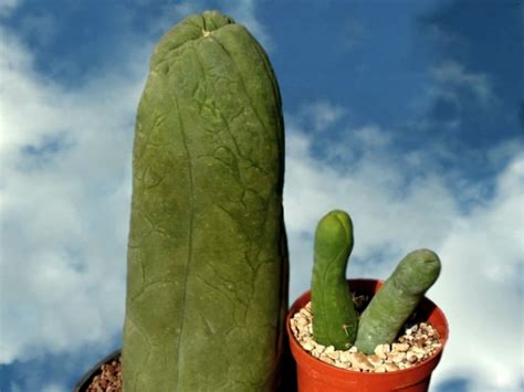 Kaktus Penis