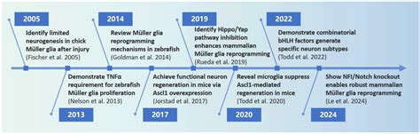 Advancements in Müller Glia Reprogramming: Pioneering Approaches for ...