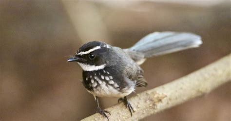 Spot-breasted Fantail