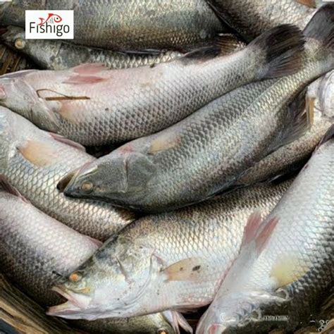 Buy Kolkata Bhetki ( Whole ) 1kg to 3kg size Wt. Prices Per Kg On Gross ...