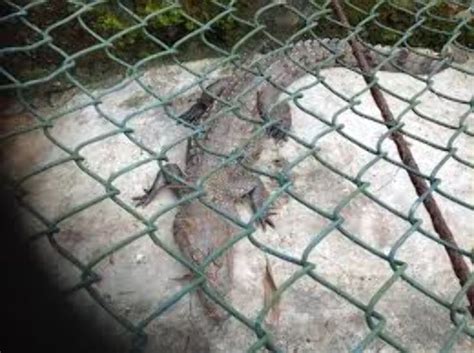 Port Harcourt Zoo, port harcourt, Nigeria - Top Attractions, Things to ...