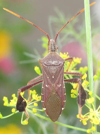 Image result for Bug Exploding