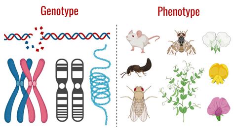 Genotype vs. Phenotype: Major Differences Between the Two