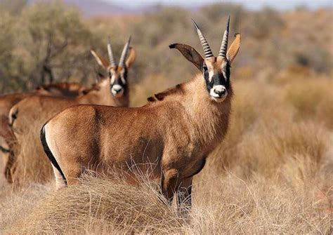 A group of roan antelope (Hippotragus equinus), the largest antelope ...