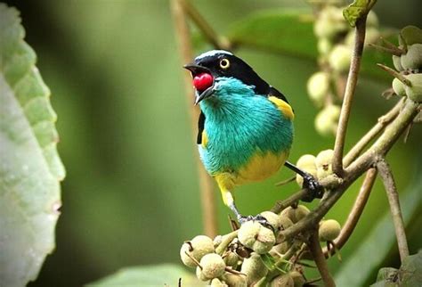 Punto Ornitológico Mindo - Mindo | Tripadvisor