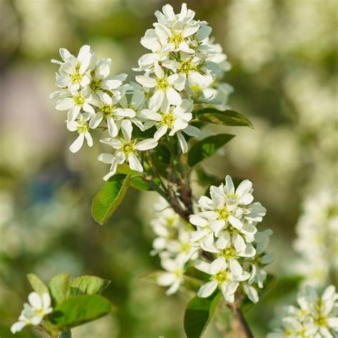 Serviceberry 'Autumn Brilliance' - Patuxent Nursery
