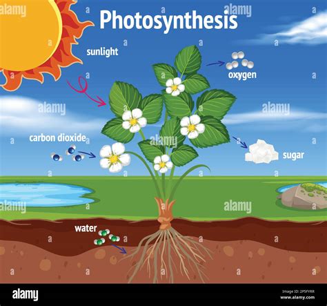 Diagram of Photosynthesis for biology and life science education illustration Stock Vector Image ...