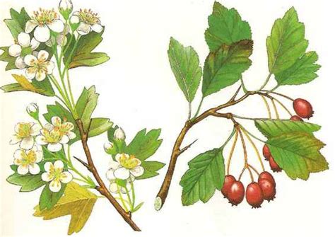 Боярышник колючий (боярышник однопестичный) - Crataegus monogyna Jacq ...