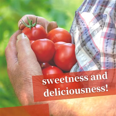Buy Japanese Tomato Juice 100% Hokkaido Tomatoes, Additive- Free, 500ml ...