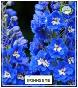 OhhSome Giant Imperial Mixed Color Larkspur Annual Seeds Online Garden ...