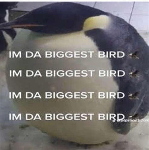 I'm da biggest bird🦅 : r/JuiceWRLD