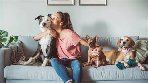 How to remove pet odour from your home naturally: Simple and effective ...