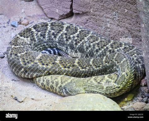 Western diamondback rattlesnake : The western diamondback rattlesnake ...