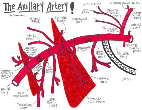 Branches Of Axillary Artery
