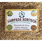 Sampada Foods Agritech | Pusa Basmati Paddy Seeds 1121 | Dhan, Rice ...