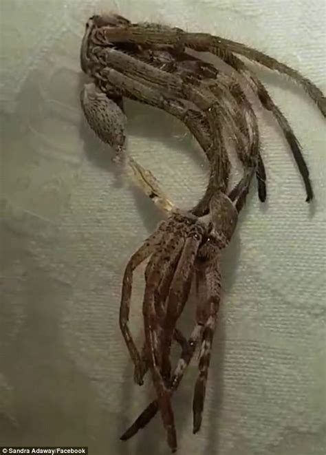 Image result for Alien Spider Attack