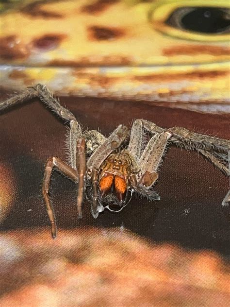 Red fang wandering spider Piloctenus haematostoma molt : r/tarantulas
