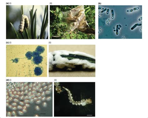 Image result for Dead Pathogen