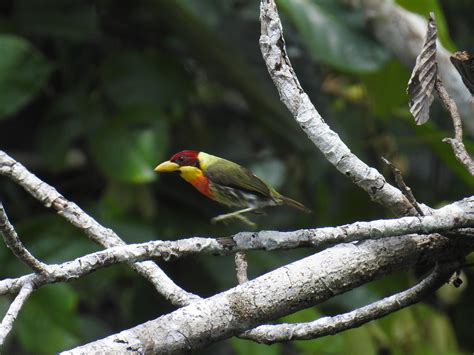 BIRDING EXPEDITIONS PERU (2026) All You Need to Know BEFORE You Go ...
