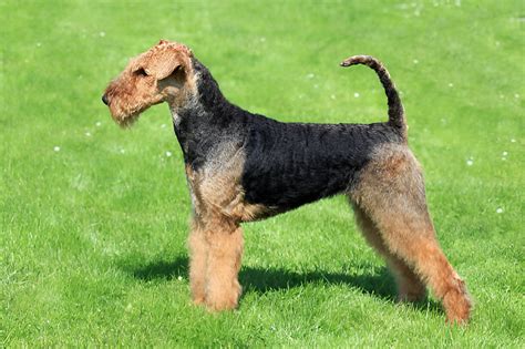 Complete List of Dog Profiles - Dog Wiki – GoofyTails