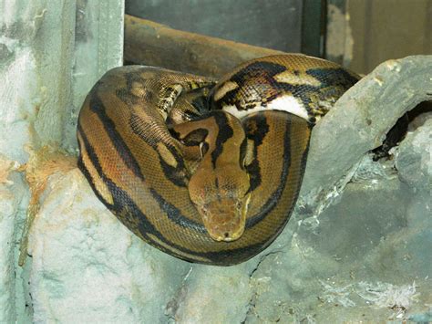 Reticulated Python Power 的图像结果