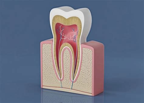 Root Canal: Before and After Treatment