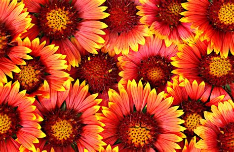 Red Sunflower Wallpapers - Top Free Red Sunflower Backgrounds ...