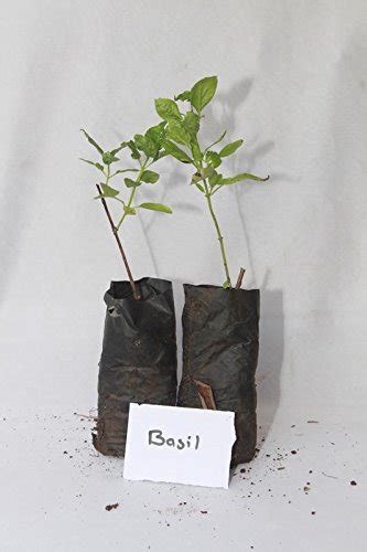 Hirve Nursery Basil Pack of 3 : Amazon.in: Garden & Outdoors