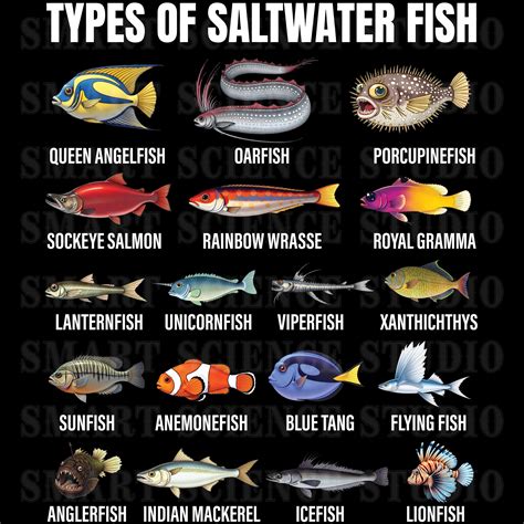 Image result for Fish Shell Argparse Examples
