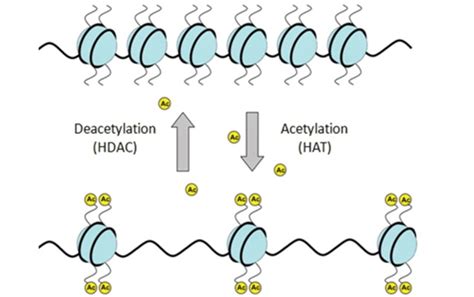 科学网—连载：大牛朱健康最新植物DNA甲基化综述（4） - 郝兆东的博文