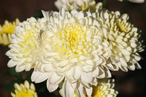 A bunch of white and yellow flowers in a vase photo – Free Flowers Image on Unsplash