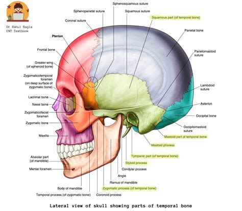 Anatomy of Temporal Bone - Best Anatomy, Notes, Lecture, PPT, PDF