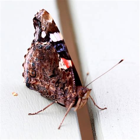 Image result for Table Leg Butterfly