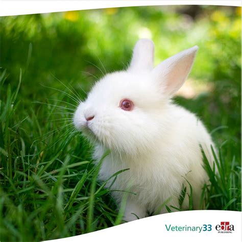 Effects of subcutaneous buprenorphine injections in New Zealand white ...