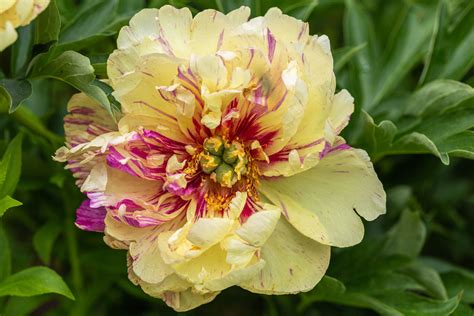 What Is Peonies Flowers at Melissa Yarbrough blog
