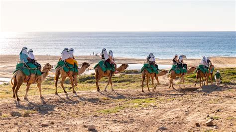 Camel Rides in Cabo San Lucas | Things to Do in Cabo | Blog