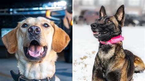 Colorado Springs Police Department K9s gifted body armor