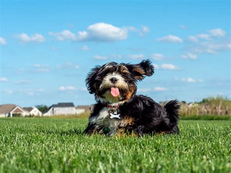 Medium Sized Hypoallergenic Dog Breeds The 20 Best Small Dog Breeds