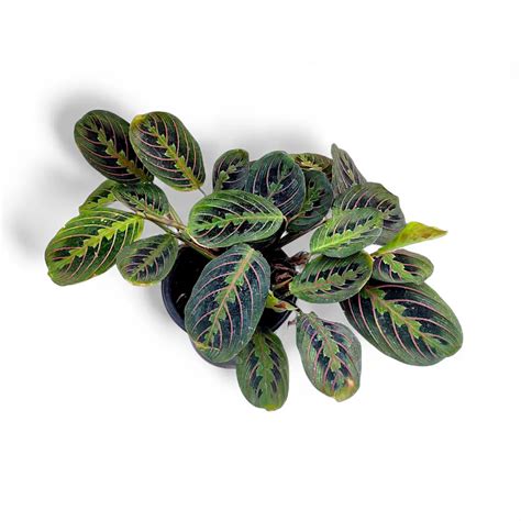 Maranta Leuconeura ‘Fascinator Tricolor’ | Soiled