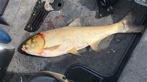 Invasive fish identified after leaping into boat in Tennessee ...