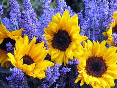 Image result for Complementary Flower Colors
