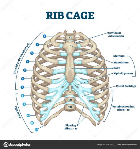 Rib Cage Diagram Posterior View at Stephanie Dampier blog