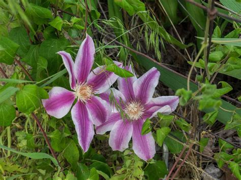 40 Clematis Varieties for a Pretty Pop of Purple