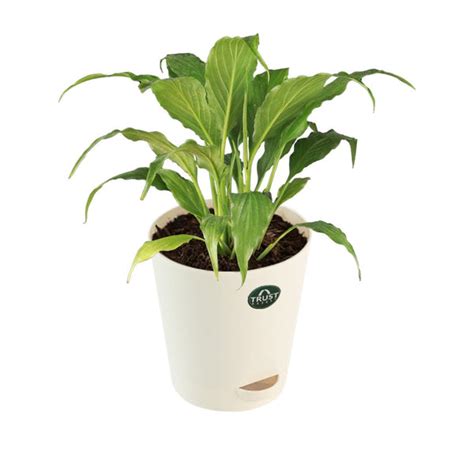 Peace lily Plant with Attractive Self Watering Pot (Assorted color pot ...