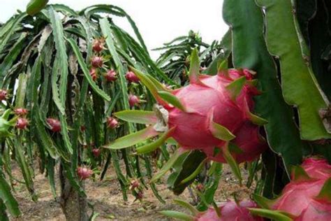 火龙果的种植条件-种植技术-中国花木网
