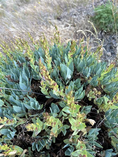 Found in Columbia river gorge in Hood River, OR : r/whatsthisplant